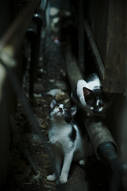 划频偏快是否削弱后程冲刺?,划幅和划频