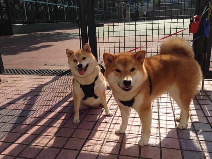 哈登连连飙分火箭新生再起,哈登参加火箭合练