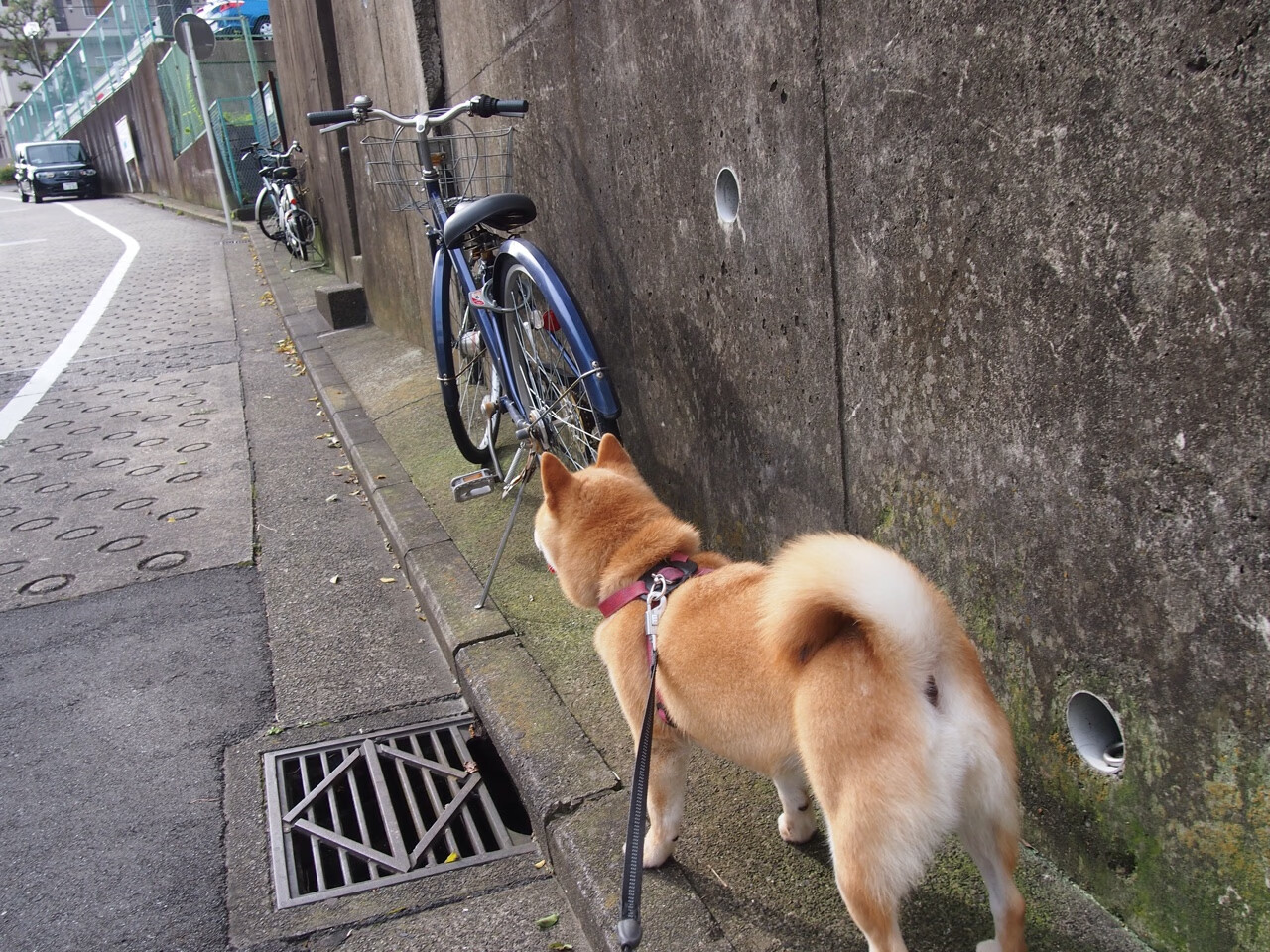 拜仁前插跑位频繁,牵制博卡防线,拜仁roca