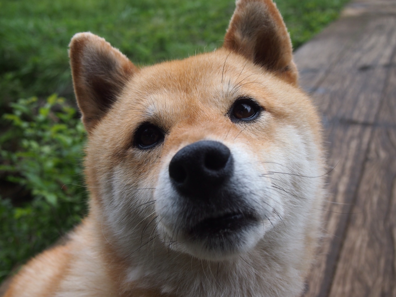 爱游戏官网充值-塞内加尔男篮在非洲锦标赛中拼搏不懈，争取荣誉，塞内加尔男篮名单