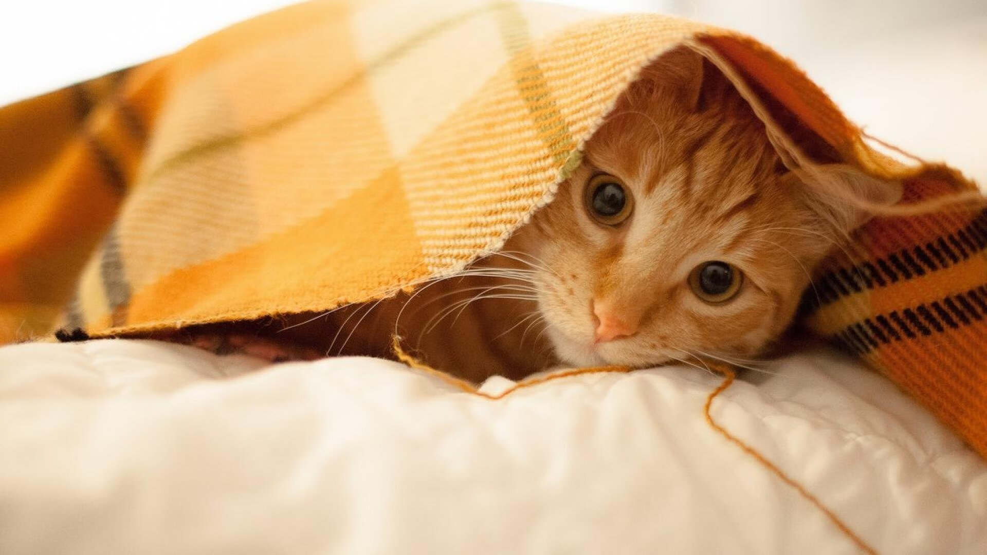 德甲精彩瞬间:快节奏中不断突破极限,德甲最快提前几轮夺冠