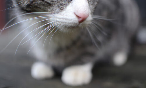 掘金加强视频分析课强化比赛细节理解