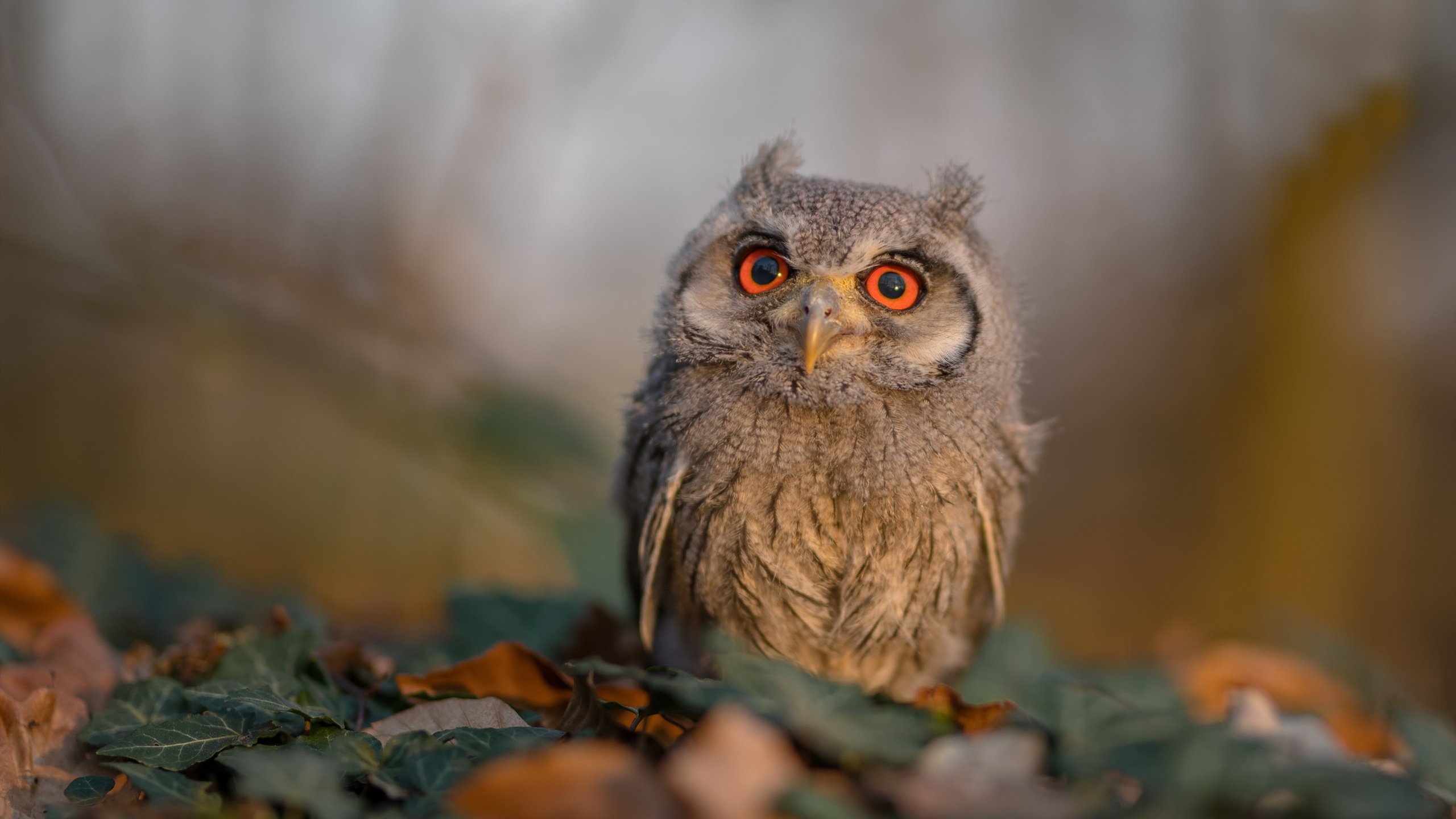 爱游戏官网充值-斯洛伐克女篮在欧洲预赛中表现优异，期待奥运出线，斯洛伐克u20女篮