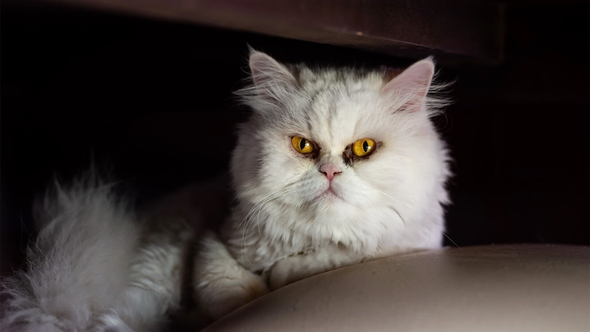 爱游戏体育-李娜亮相国际网球年会获致敬奖，李娜网球夺冠视频经典比赛