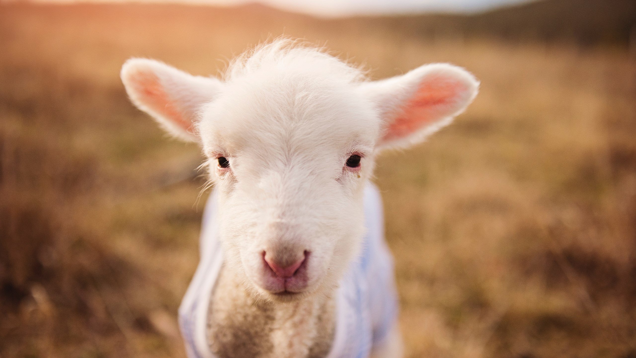 爱游戏体育在线-森林狼组织主题日鼓励球迷穿复古球衣入场，森林狼复古球裤
