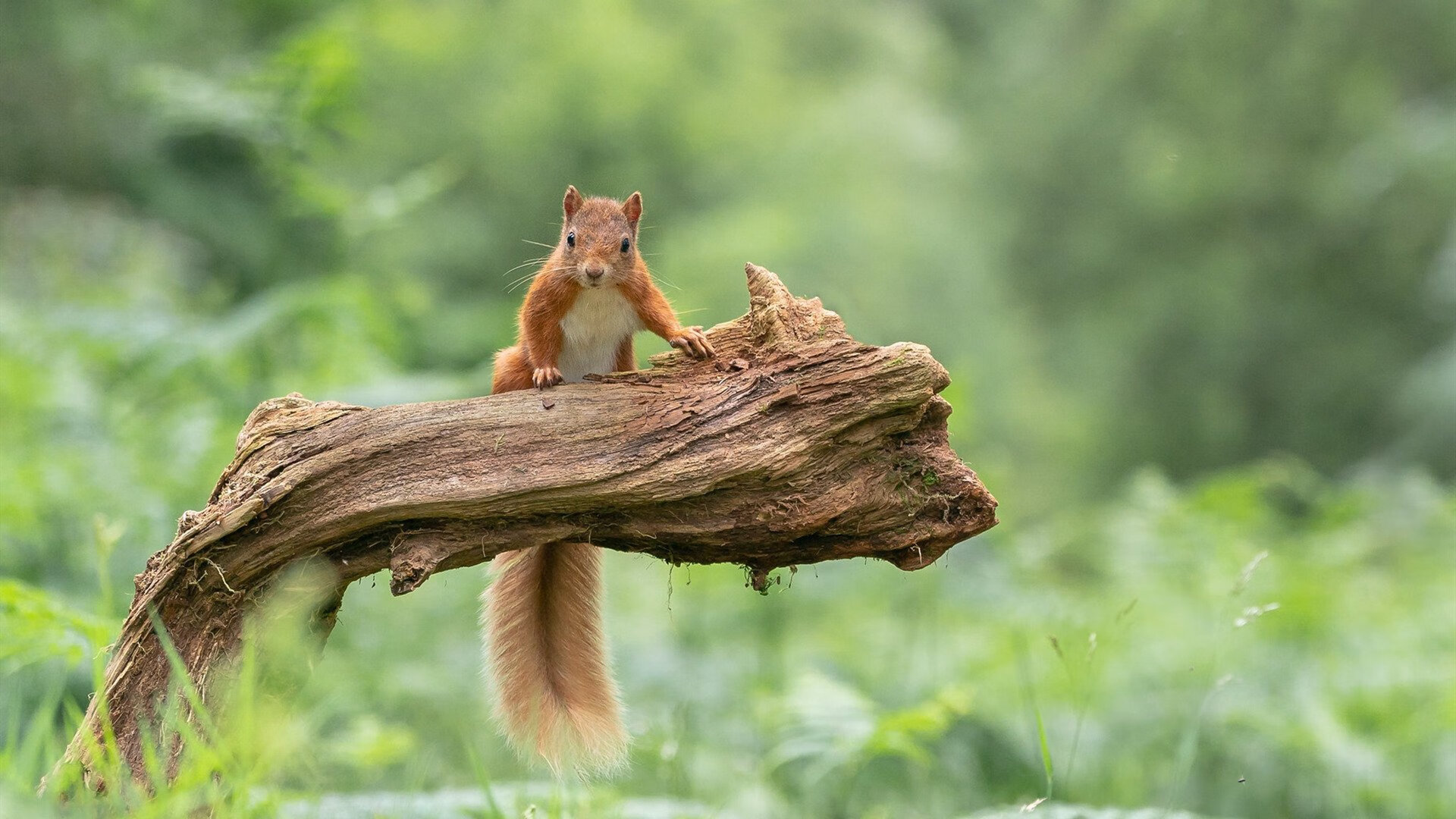 法甲冠军之争:场场精彩,胜负刹那间变幻,法甲冠军次数排名最新
