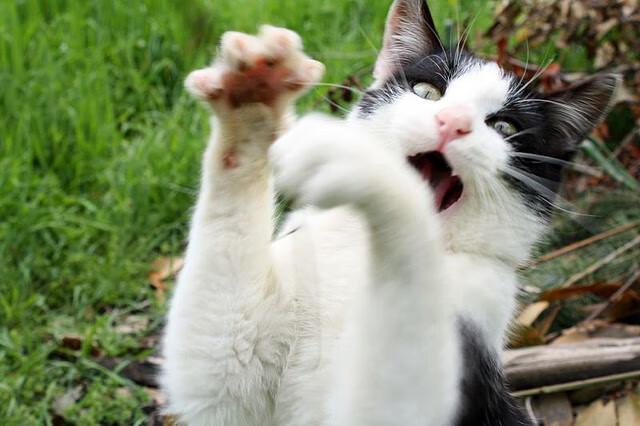 爱游戏app-法甲豪门光彩照人：控球战术的完美演绎，法甲 豪门